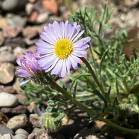 Erigeron chrysopsidis